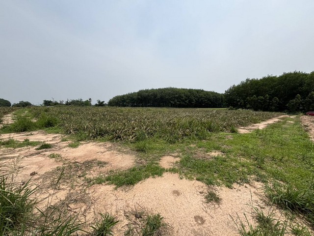 ขายที่ดินเขาคันทรงศรีราชาชลบุรี เนื้อที่ 64ไร่ 1 งาน 3 ตรว ผังม่วงลาย