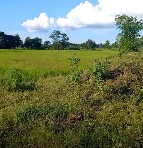 ที่ดิน ขายที่ดินทุ่งนา บ้านนาเพียง ต.สำราญ อ.เมืองขอนแก่น จ.ขอนแก่น พ.ท. 8 Rai 0 NGAN 24 Square Wah  6200000 - ไม่ไกลจาก โรงเรียนบ้านนาเพียง เป็นส่วนตัว ขอนแก่น