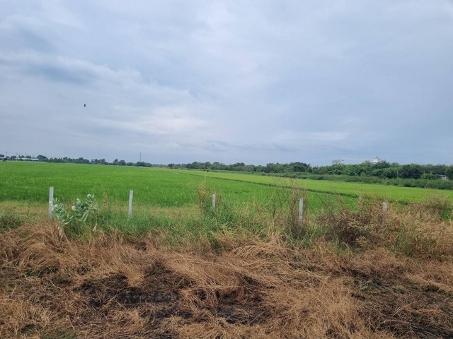 ขายที่ดิน 15 ไร่ หน้ากว้าง ผังม่วง  อ.เมือง ฉะเชิงเทรา