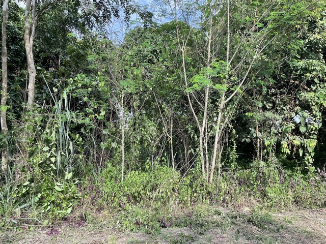 พื้นที่ดิน ที่ดิน อ.แม่เเตง จ.เชียงใหม่ พื้นที่ =  0 Rai 3 Ngan 39 ตาราง-วา  ใกล้ วัดพระธาตุศรีวิชัย 0.5 กม. Hot!! เงียบสงบ, ต้นไม้ใหญ่เยอะ เหมาะสำหรับทำบ้านสวน หรือบ้านพักตากอากาศ