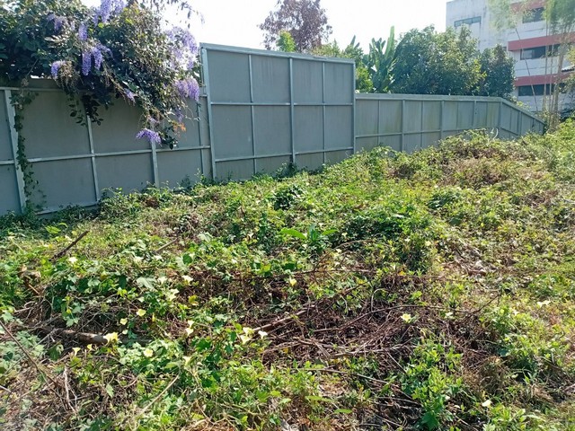 ขายที่ดิน 160 ตร.วา  ติดถนนปงสนุก  เวียงเหนือ   ในตัวเมืองลำปาง   ZN682