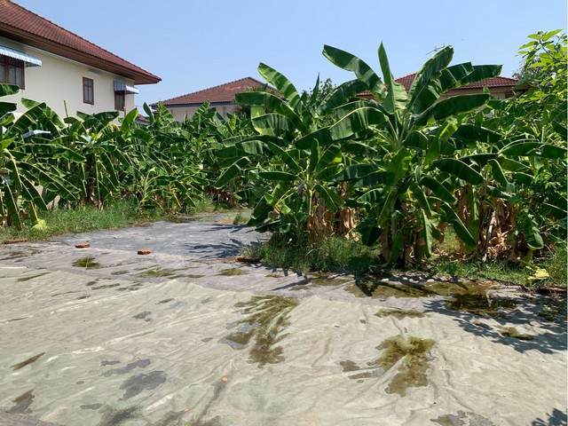 ขายที่ดินเปล่า ถมแล้ว 101 วา โครงการหมู่บ้านซื่อตรง ดอนเมือง ใกล้ BTS คูคต