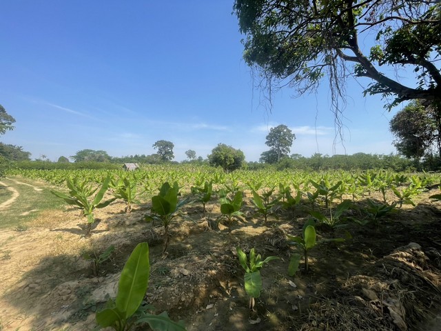 ขายด่วน ที่ดินติดริมแม่น้ำเพชรบุรี เนื้อที่ 11 ไร่ 29 ตรว.  ตำบลท่าแลง อำเภอท่ายาง จังหวัดเพชรบุรี