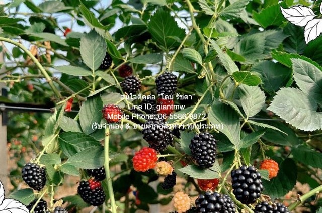 ขายที่ดิน พร้อมกิจการฟาร์มเกษตร 26 ไร่ ใกล้วัดพระขาว ปากช่อง นครราชสีมา ราคา 60 ล้านบาท