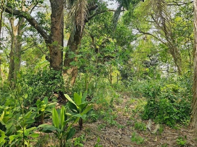 ที่ดินพร้อมสิ่งปลูกสร้าง ติดลำห้วย โซนบางพระ ศรีราชา ชลบุรี FP-L0383