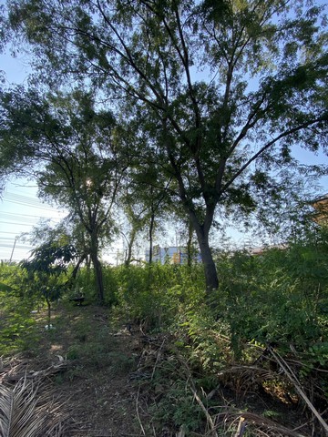 ขายที่ดินติดถนน4เลนด้านหลังติดคลองนราภิรมย์399.7 ตร.ว.ย่านนครปฐมศาลายาพุทธมณฑล