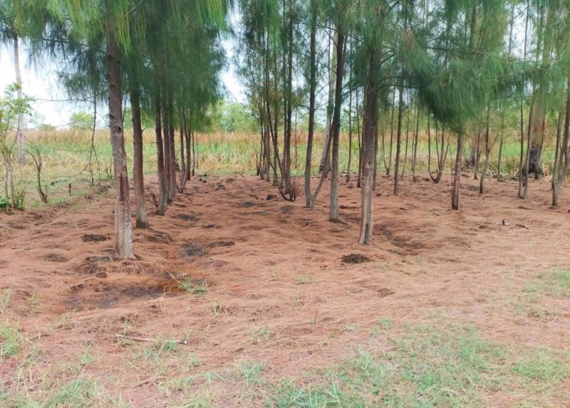 ขายที่ดินเปล่า 2-0-10 ไร่ ติดคลองลำลุง อ.ด่านขุนทด โครราช