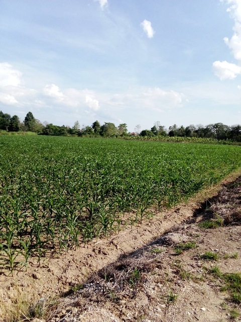 ขาย ที่ดิน53 ไร่ 1 งาน 35 ตรว.ไร่ละ 500,000 บาท อ.แม่สาย  จ.เชียงราย