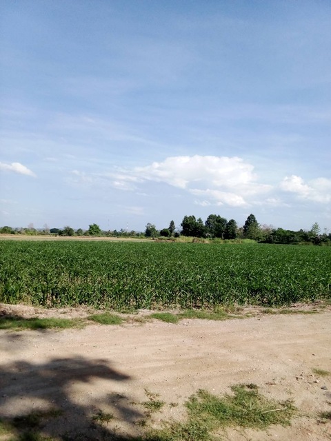 ขาย ที่ดิน53 ไร่ 1 งาน 35 ตรว.ไร่ละ 500,000 บาท อ.แม่สาย  จ.เชียงราย