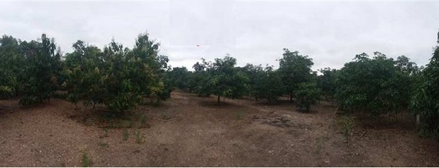 ขายที่ดินว่างเปล่ามือสอง     บ้านเหล่ายาวเหนือ ลำพูน