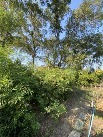 ขายที่ดินย่านนครปฐมศาลายาติดถนน4เลนใกล้ร.ร.พระตำหนักสวนกุหลาบตลาดกิเลน