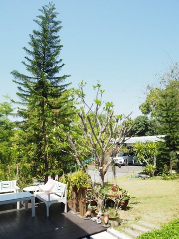 บ้านเดี่ยวหลังใหญ่ เนื้อที่กว้าง ขายตามสภาพ ดอยสะเก็ด 