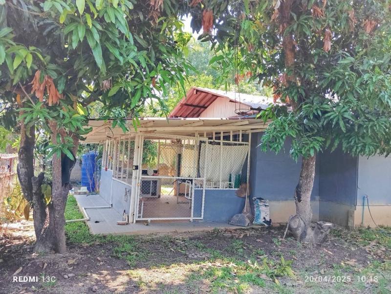 ขายถูก บ้านพื้นที่ใหญ่ 1 งาน 40 ตารางวา ป่าตัน อ.เมือง เชียงใหม่  ราคาเพียง 2,250,000  บาท