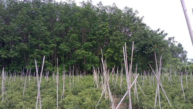 สู่ยุคเก็บทรัพย์แทนเงินเพิ่มมูลค่า ที่ติดแม่น้ำโขง ต.กุดบง อ.โพนพิสัย จ.หนองคาย  หลังติดแม่น้ำโขง ไร่ละ 2ล้านบาท โทร 096-882-1857