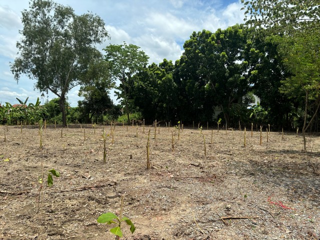 ขายที่ดินนครปฐม พุทธมณฑลสาย 5 อ.สามพราน ขนาด 2-1-30 ไร่ แปลงสวย