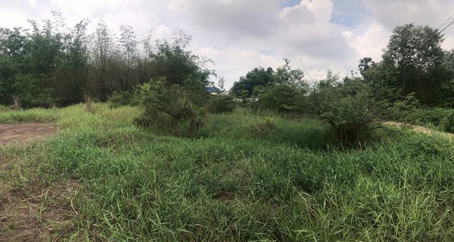 ขายที่ดินถมแล้ว 243 ตร.วา  ทำเลดี  ใกล้ตลาดบ้านแพนอำเภอเสนา ธรรมสิทธิ์เสนาซอย3  อยุธยา