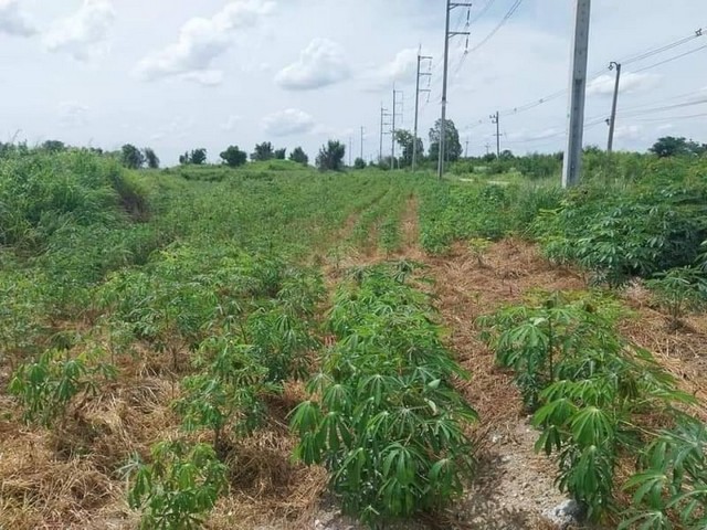 ขายที่ดินเขตEEC ผังสีเหลืองอ่อน มาบคล้า คลองกิ่ว บ้านบึง ชลบุรี FP-L0471