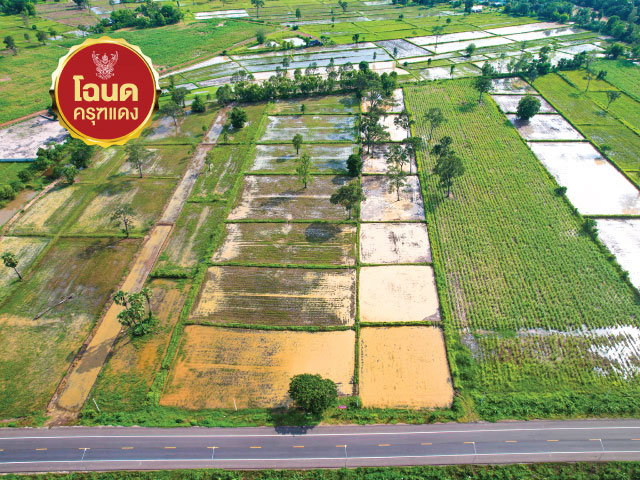 ขายที่ดิน 10 ไร่ 108 ตรว ทำเลศักยภาพ เชื่อมต่อเส้นทางกัมพูชา ต.จรเข้มาก อ.ประโคนชัย จ.บุรีรัมย์ 