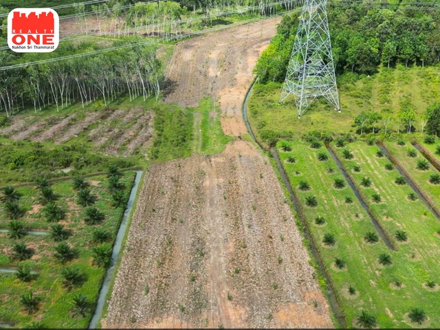 ที่ดินสวนปาล์มปลูกใหม่ พื้นที่ขนาดใหญ่ เหมาะสำหรับต่อยอดธุรกิจหลากหลายรูปแบบ