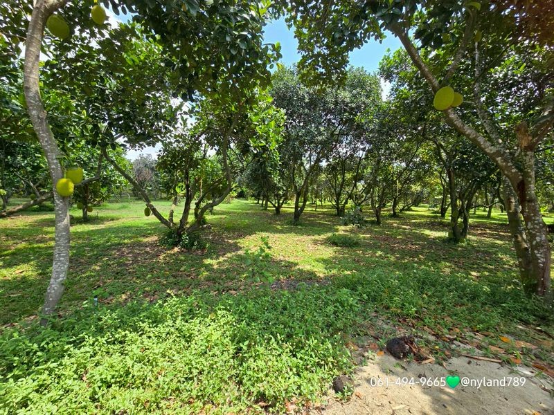 ขายสวนผลไม้ใกล้วัดมณีวงศ์ ติดถนนลาดยาง มีให้เลือก 2 แปลง ต.ดงละคร อ.เมืองนครนายก สวนสวยร่มรื่นมากอยู่แหล่งชุมชน