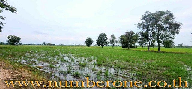 ที่ดิน - 14029500 thb  ใหญ่ 6 SQ.WA 3 งาน 46 Rai ใกล้ ใกล้วัดหนองไผ่ ใกล้หมู่บ้านพานทอง โรงเรียนทุ่งทรายวิทยา  ใกล้ถนนไฮเวย์ 3128 การเดินทางสะดวก เข้าออกได้หลายเส้นทาง ใกล้แหล่งชุมชน ใกล้วัดป่าพานทองใต้ ใกล้โรงพยาบาลทรายทองวัฒนา ธนาคารเพื่อการเกษตรแล