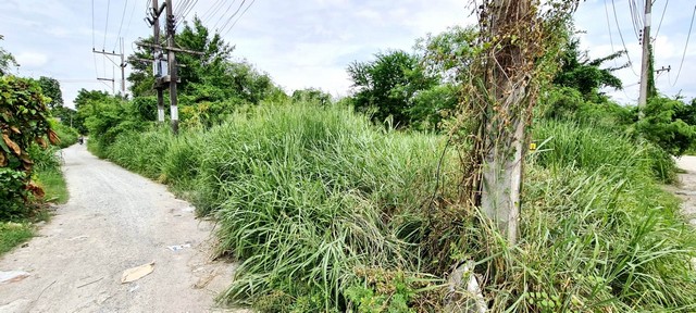 พื้นที่ดิน - 50 sq.wa  550000 THB ราคาต่ำกว่าตลาด