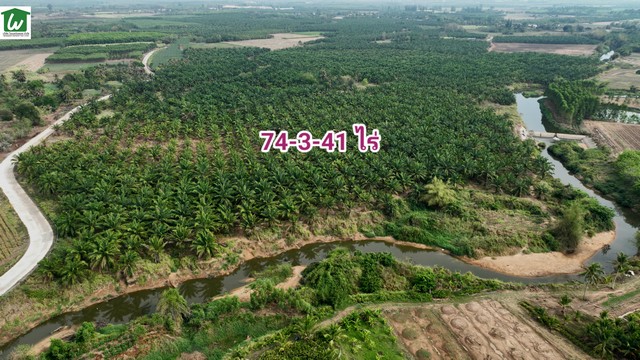 ขายที่ดินติดน้ำ อำเภอบ่อทอง ชลบุรี 74-3-41 ไร่ ขายที่ดินพร้อมสวนปาล์ม บ่อทอง ชลบุรี มีน้ำใช้เพื่อการเกษตรตลอดปี ราคาไร่ละ 750,000บาท