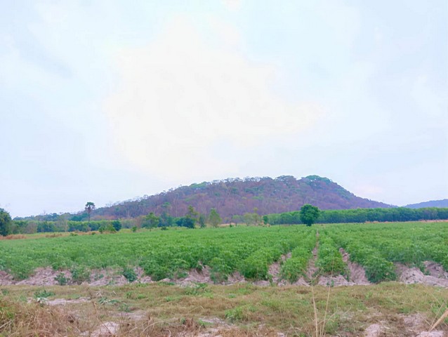 ขายด่วนที่ดินแปลงยาวฉะเชิงเทรา 25-1-78 ไร่  พื้นที่ สีเหลือง  ใกล้ถนน331 โฉนดครุฑแดง