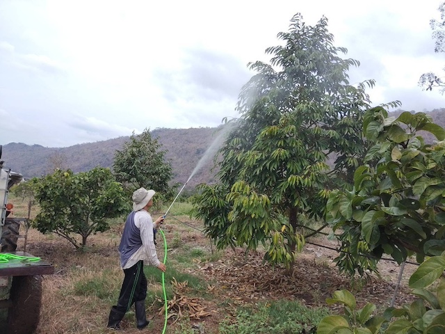 BL166 | ขายที่ดินสวนทุเรียน 108 ไร่ เอกสารสิทธิ์ ที่ดิน ภบท.5 โอนสิทธิครอบครอง ติดแม่น้ำแควน้อย อ.ไทรโยค กาญจนบุรี พร้อมบ้านพัก ล้ง