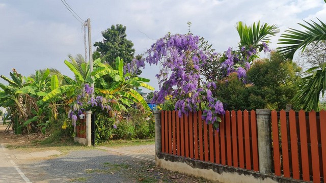 ขายบ้านสวย​สไตล์ลอฟท์2ชั้น 2หลัง รวม6นอน6น้ำ 1ไร่1งาน 7.5ลบ. ฟรีโอน ต.ต้นเปา อ.สันกำแพง เชียงใหม่