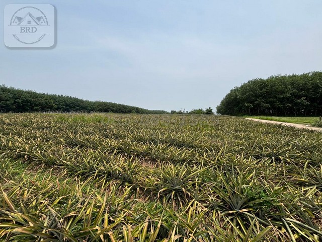 ขายถูกที่ดินสีม่วงลาย เขาคันทรง ศรีราชา (เนื้อที่ 64-1-3 ไร่ ขายไร่ละ 3.5 ล้าน) ต.เขาคันทรง อ.ศรีราชา จ.ชลบุรี