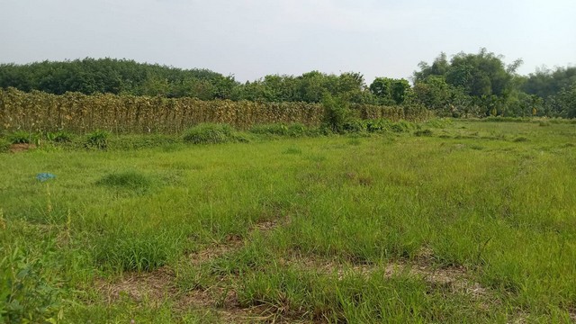 หน้าฝนมีทรัพย์ดีเสดชื่นหัวใจ ที่ติดแม่น้ำโขง ต.กุดบง อ.โพนพิสัย จ.หนองคาย  หลังติดแม่น้ำโขง ไร่ละ 2ล้านบาท โทร 096-882-1857