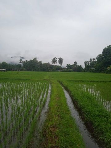 ขายด่วน ขายยกแปลง 4,929,000 บาท (ตรว.ละ 3,000) 4-0-43 ตรว. #ออนใต้ #สันกำแพง ที่ดินเป็นทุ่งนา ติดถนน น้ำ ไฟพร้อม สร้างบ้าน ก็ได้วิวสวยๆ