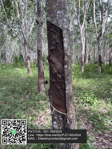 ขายที่ดินพร้อมสวนยางพารา 9-2-31ไร่ สามารถกรีดได้แล้ว ทำเลดี ลำทับ จังหวัดกระบี่