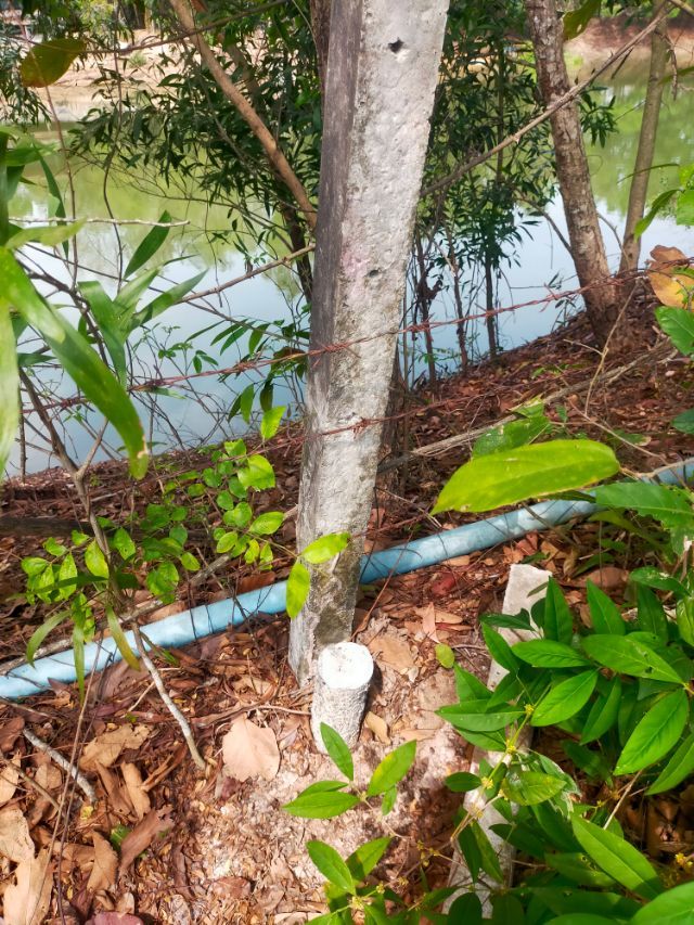 ขายด่วนที่ดิน เขาพระพัฒนาซอย 4 โฉนดครุฑแดง จังหวัดนครนายก