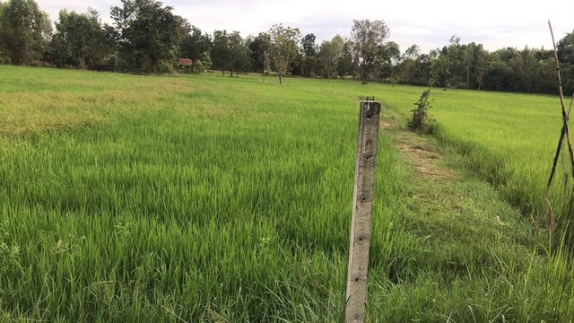 ขายที่นา อ.ปักธงชัย จ.นครราชสีมา เนื้อที่ 7 ไร่ 2งาน 91 ตารางวา โฉนดครุฑแดง