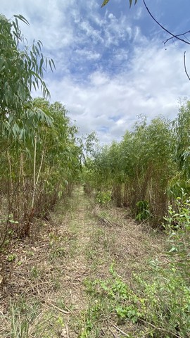 ขายที่ดิน 4 แปลง ติดกัน เป็นส่วนยูคาลิปตัส ตำบลผักตบ อำเภอหนองหาน จังหวัดอุดรธานี