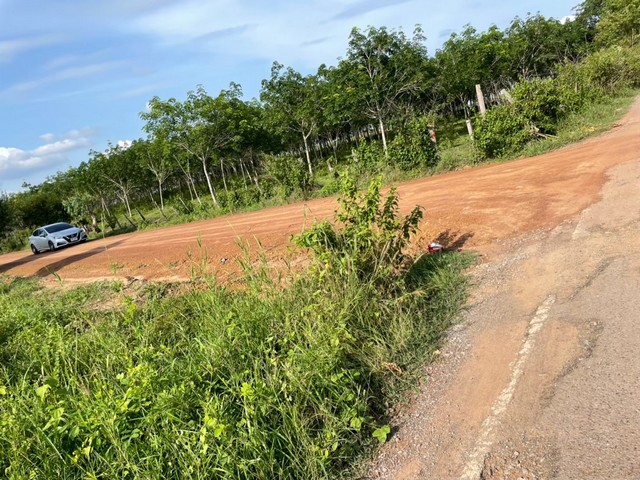 ขายที่ดิน 4 แปลง ติดกัน เป็นส่วนยูคาลิปตัส ตำบลผักตบ อำเภอหนองหาน จังหวัดอุดรธานี