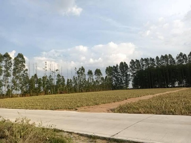 ขายที่ดินผังม่วงศรีราชาชลบุรี  21-2-0.7 ไร่ผังสีม่วง ฟรีค่าโอนในราคาประเมินน้ำปะปา ไฟฟ้า 3 เฟส สามารถดึงเข้าที่ได้เลย