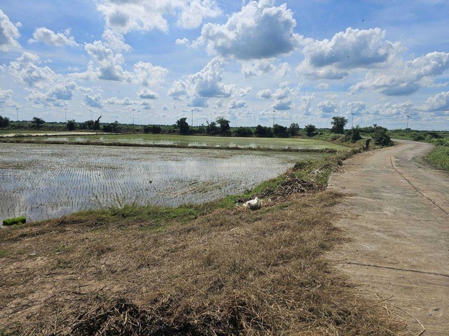 ขายที่เปล่าบ้านแพรกพระนครศรีอยุธยา..ที่เปล่าติดถนนบ้านแพรก..ที่ใกล้วัดหลวงพ่อเขียวต.สำพะเนียง อ.บ้านแพรก จ.อยุธยา