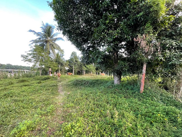 ขายที่ดิน หน้าสนามบินนานาชาติ นครศรีธรรมราช เนื้อที่ 6 ไร่ 2 งาน 40 ตารางวา ไร่ละ 2.3 ล้านบาท