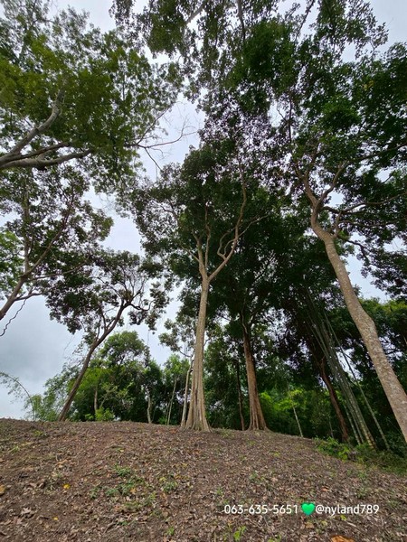 ขายที่เนินเขาแปลงเล็ก หน้าน้ำหลังพิงเขา ต.หินตั้ง อ.เมือง จ.นครนายก ต้นไม้ใหญ่เยอะ หายากสุด การเดินทางสะดวกสบาย ใกล้แหล่งท่องเที่ยว