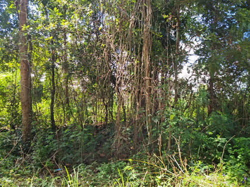 ขายที่ดินติดถนนคอนกรีตเลียบรางรถไฟใกล้ชุมชน  ขนาด 4 ไร่ 3 งาน 14 ตรว.  ต.หนองโน อ.เมืองมหาสารคาม จ.มหาสารคาม