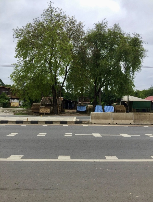 ขายที่ดินเปล่า อ.หนองวัวซอ จ. อุดรธานี เนื้อที่ 1 งาน 98 ตรว.