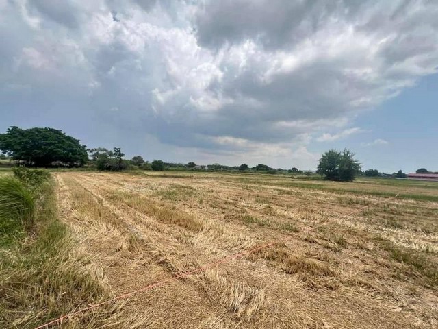 ขายที่ดิน เขตพัฒนาอุตสาหกรรม พื้นที่สีม่วงลาย บึง ศรีราชา TP-L1317