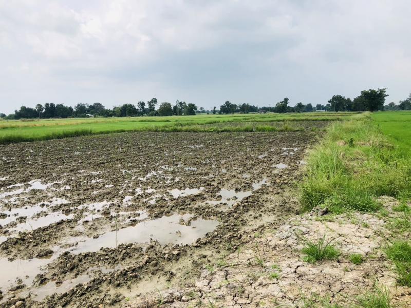 ขายที่ดินเปล่าทำเลทอง ติดถนนทางหลวง ต. บึงนาราง  อ.บึงนาราง  จ.พิจิตร