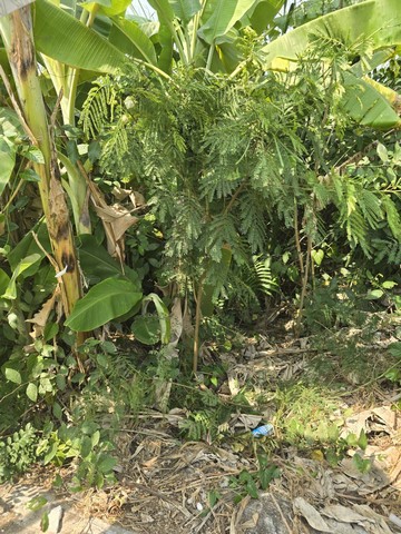 ที่ดิน -  25000 BAHT. ใกล้ โรงเรียนปทุมวิไล ศาลากลางปทุมธานี โลตัสปทุมธานี โรงพยาบาลปทุมธานี อยู่ย่านใจกลางเมืองปทุม เขตชุมชน ราคาไม่แรง ปทุมธานี