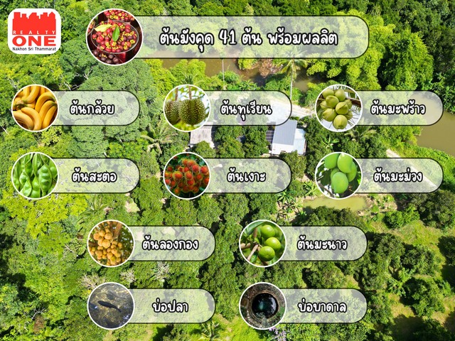 บ้านสวนมังคุด เนื้อที่ 1-1-51 ไร่ พร้อมผลไม้หลากชนิด  อ.เมืองนครศรีธรรมราช