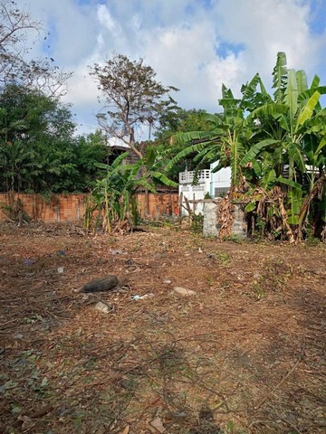 ขายที่ดินถมแล้ว 254 ตร.ว สุขุมวิท66/1 ใกล้ BTS อุดมสุข ใกล้ทางด่วน เหมาะแก่การสร้างบ้าน ที่พักอาศัย หรือซื้อเก็งกำไร