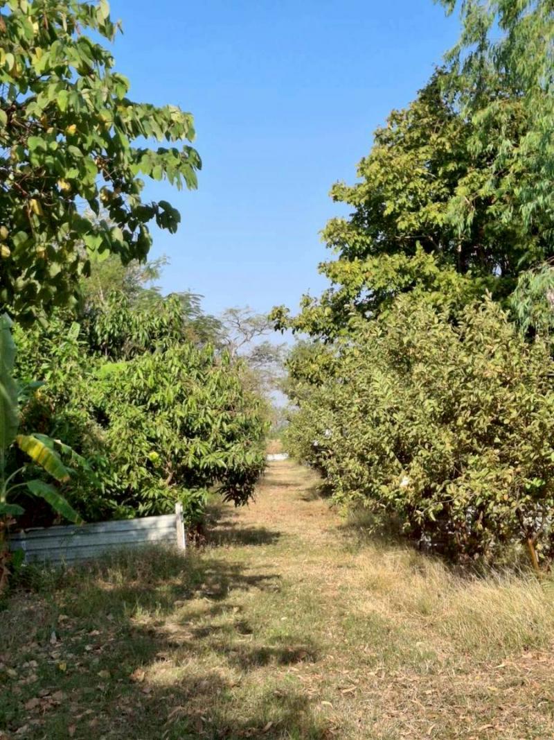 ที่ดิน เนื้อที่รวม 15-0-12.6 ไร่ ตำบลโคกสลุง อำเภอพัฒนานิคม จังหวัดลพบุรี